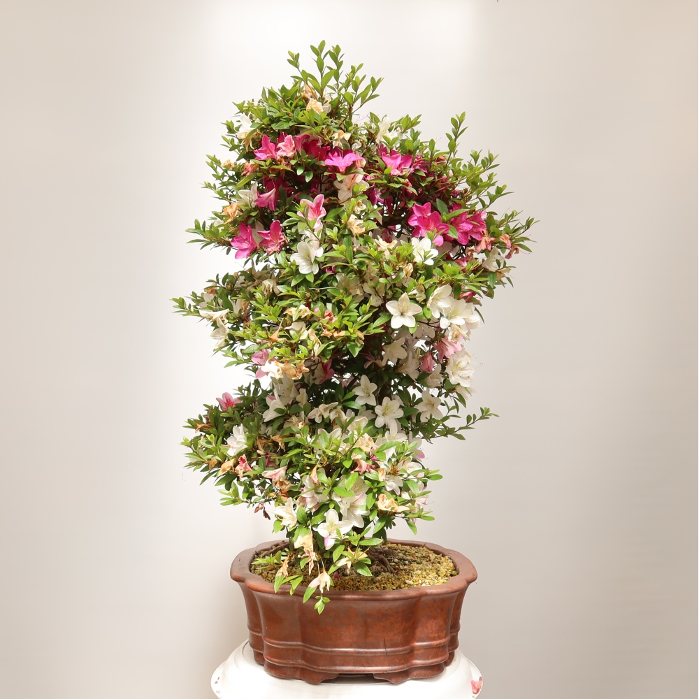 Bonsai voor buiten - Japanse Azalea - Azalea Shunen
