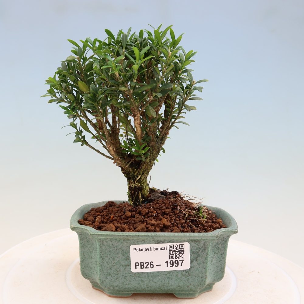 Kamerbonsai - Buxus harlandii - kurk buxus
