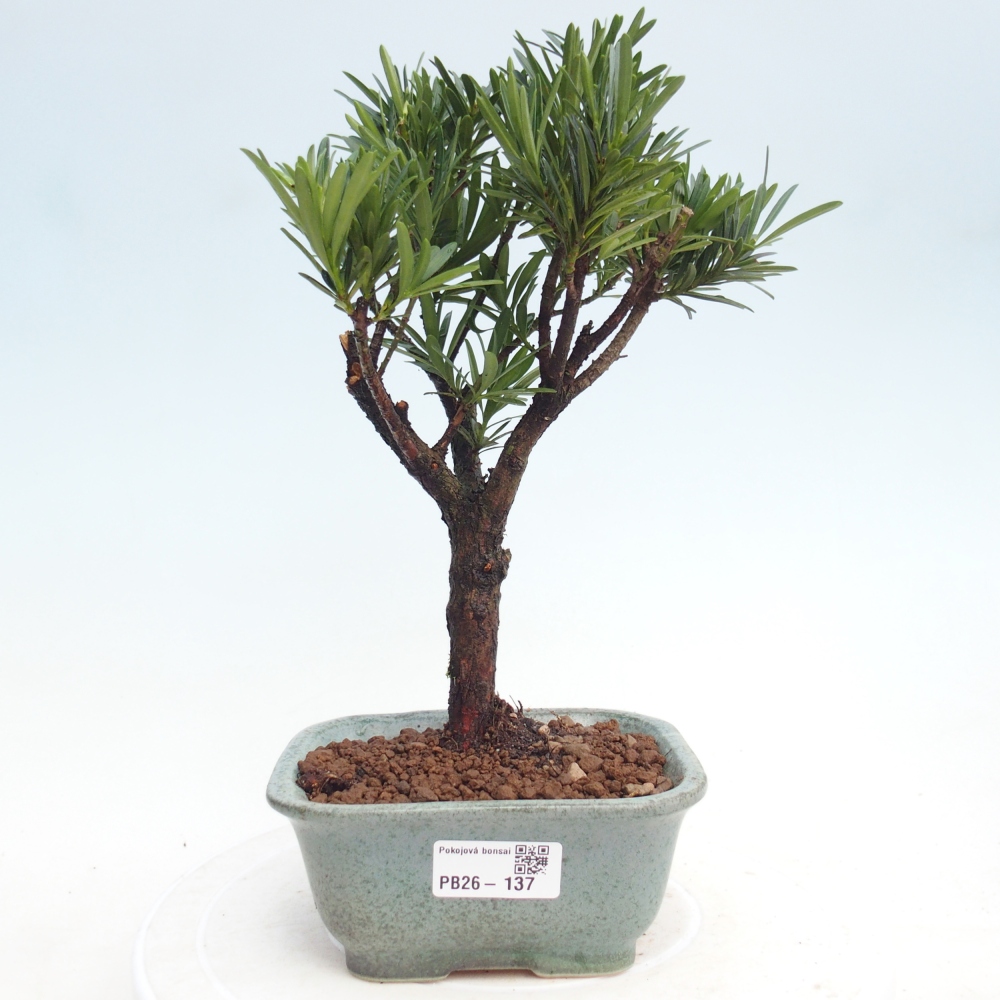 Kamerbonsai - Podocarpus - Taxus