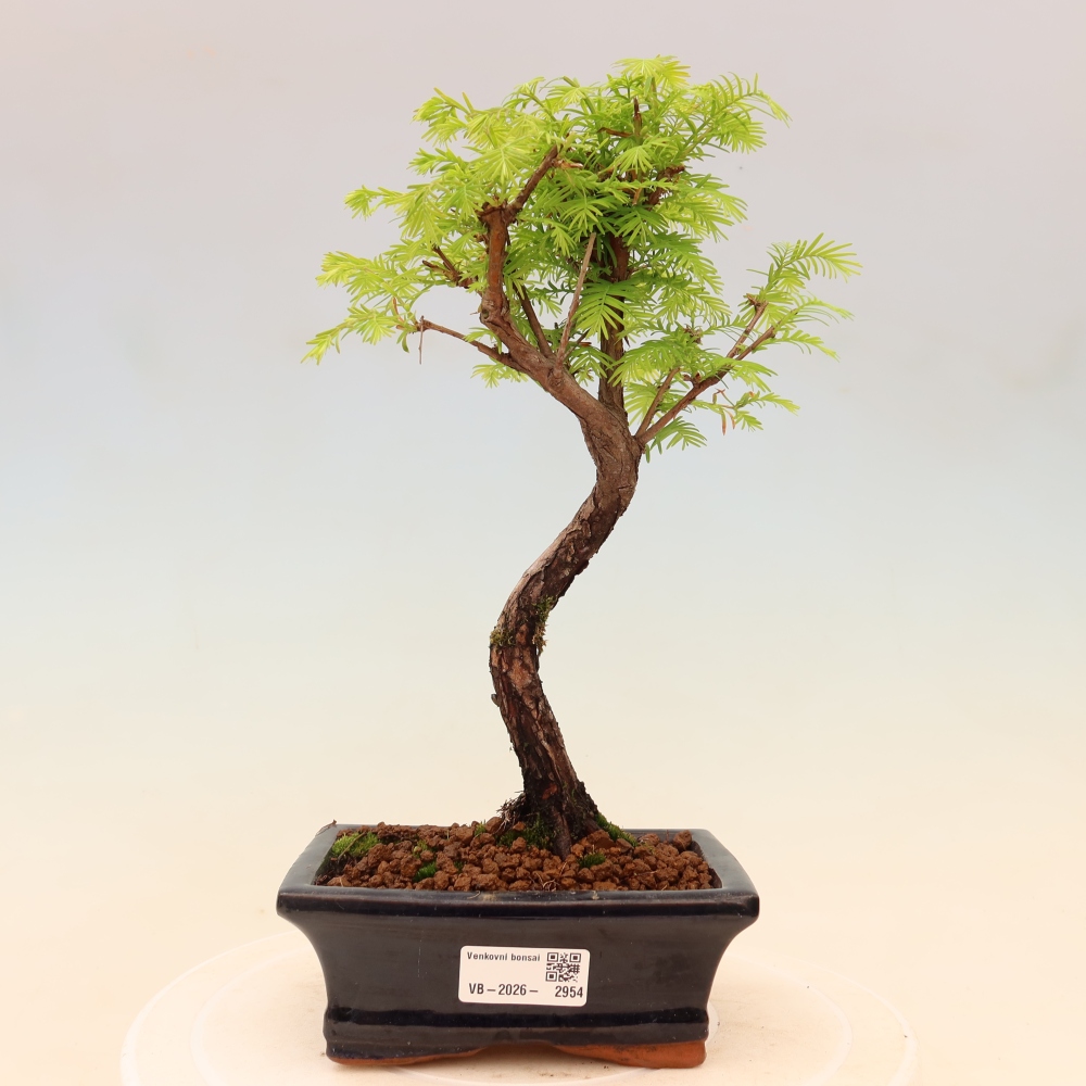 Bonsai voor buiten - Metasequoia glyptostroboides - Chinese Metasequoia