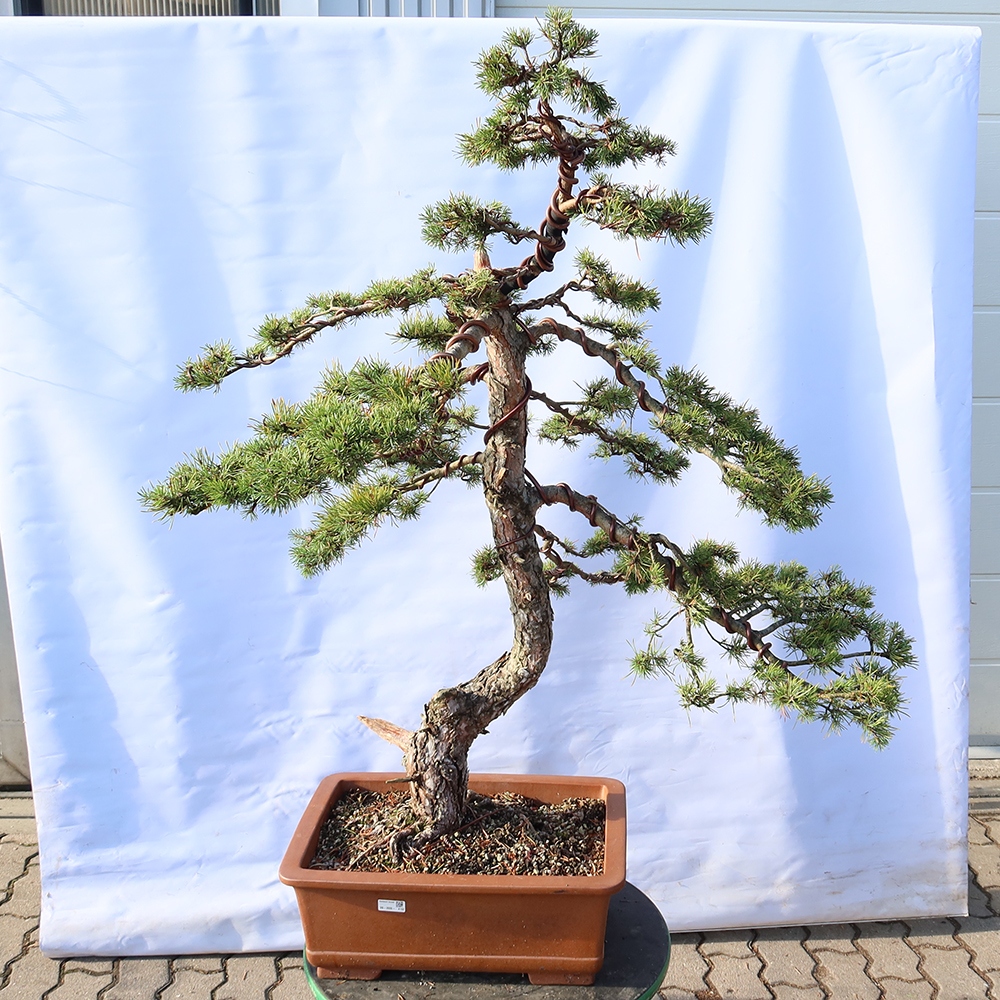 Pinus sylvestris Spanje - grove den
