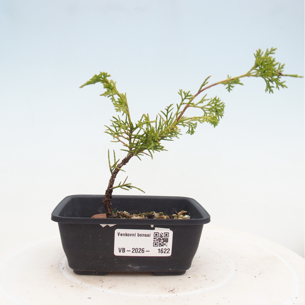Bonsai voor buiten - Juniperus chinensis Itoigawa