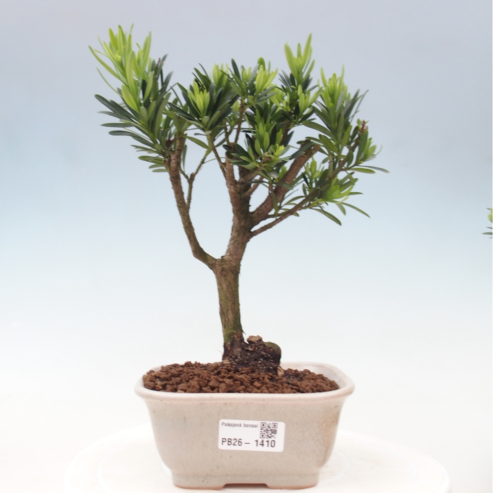 Kamerbonsai - Podocarpus - Taxus