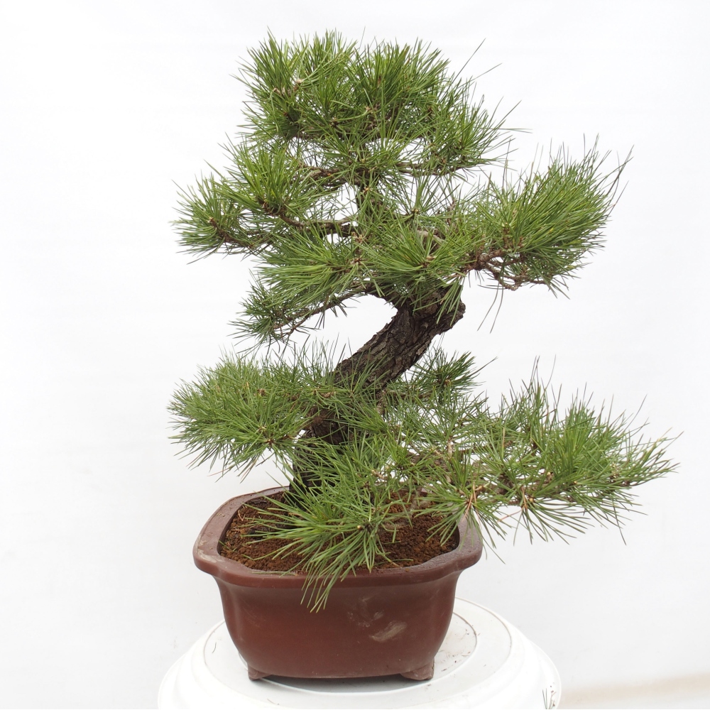 Bonsai voor buiten - Pinus thunbergii - Thunberg den