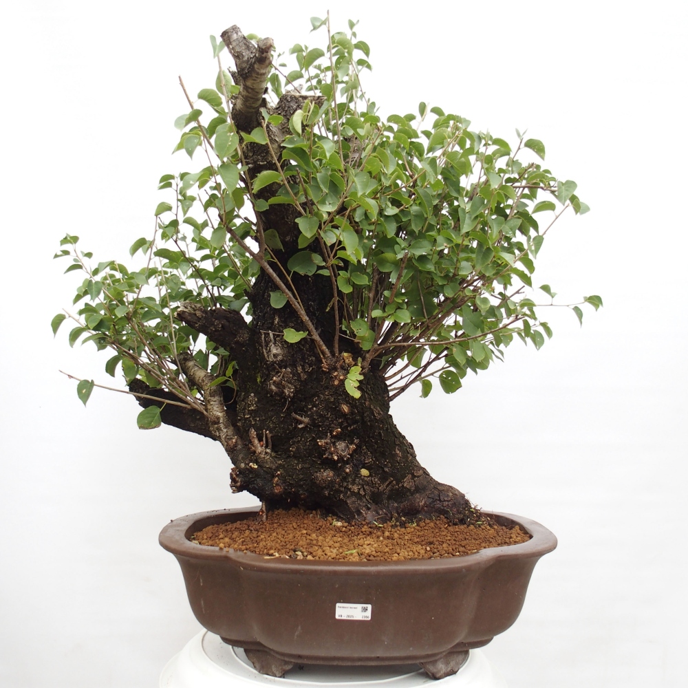 Bonsai voor buiten - Mahalebka - Prunus mahaleb