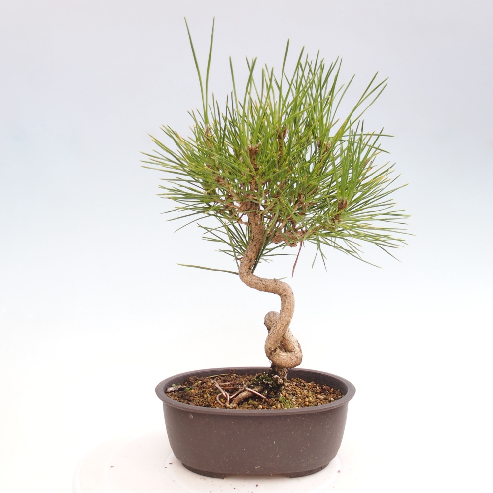 Bonsai voor buiten - Pinus thunbergii - Thunberg den