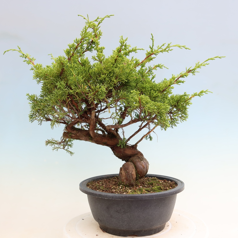 Bonsai voor buiten - Juniperus chinensis Itoigawa-Juniperus chinensis