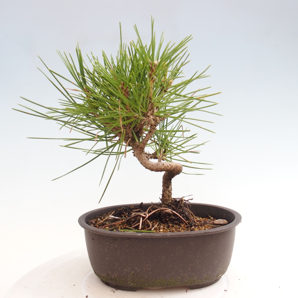 Bonsai voor buiten - Pinus thunbergii - Thunberg den
