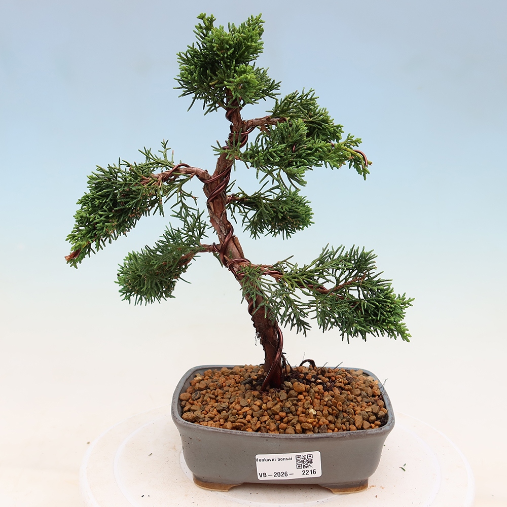 Bonsai voor buiten - Juniperus chinensis Kishu