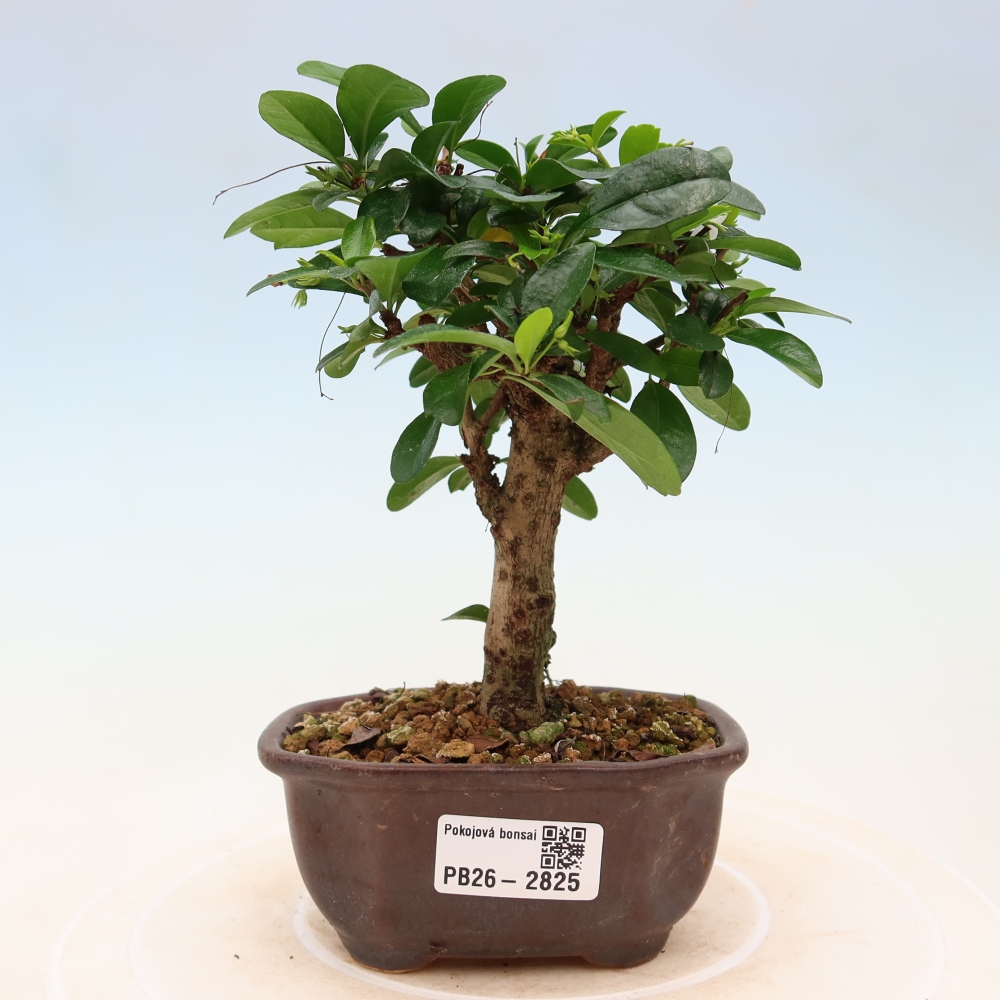 Kamerbonsai - Carmona macrophylla - Thee fuki
