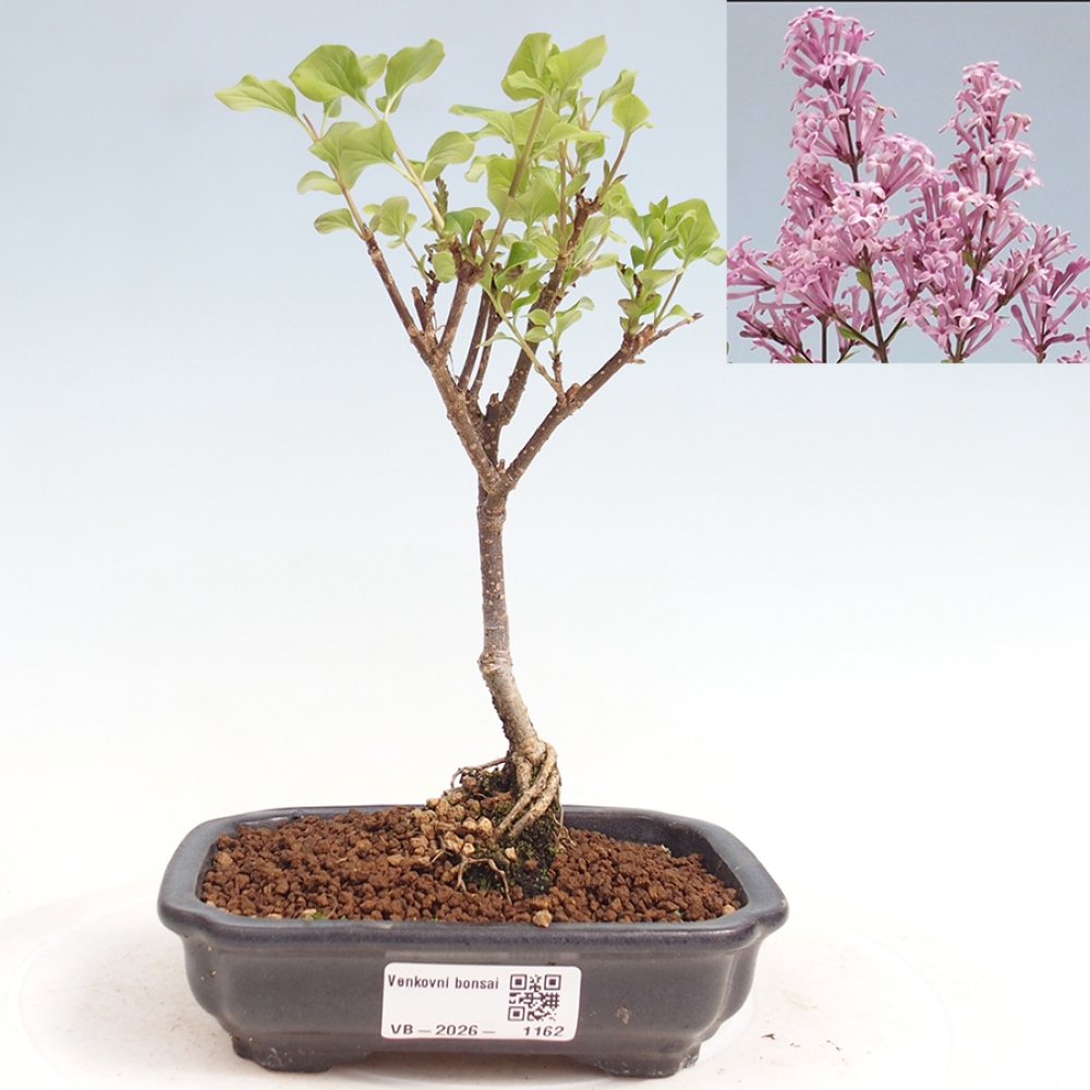 Bonsai voor buiten - Syringa Meyeri Palibin - Meyersering