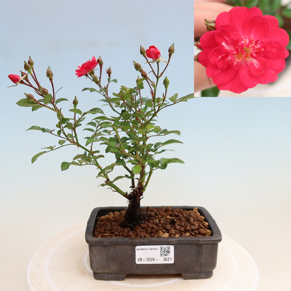 Bonsai voor buiten - Rosa Kordes - roos