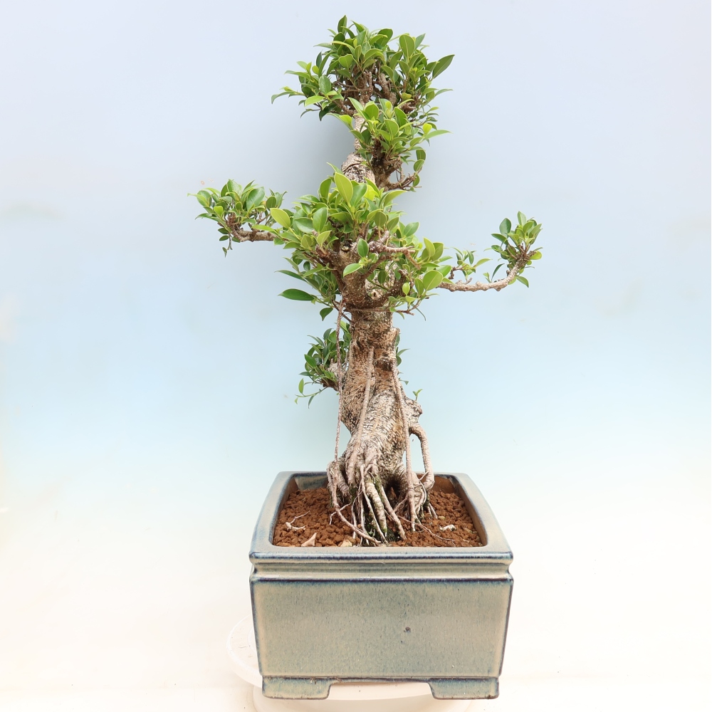 Kamerbonsai - Ficus kimmen - kleinbladige ficus