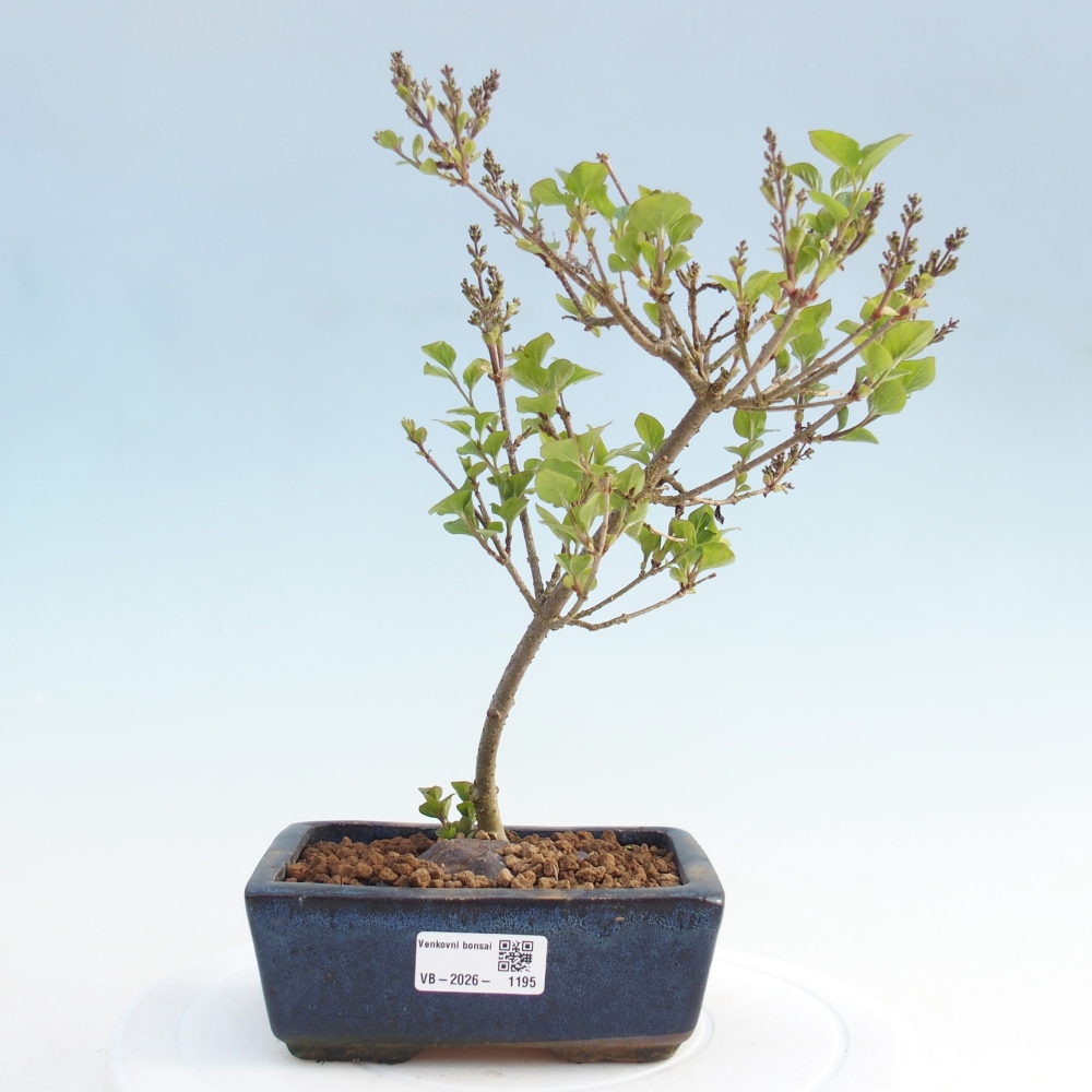 Bonsai voor buiten - Syringa Meyeri Palibin - Meyersering