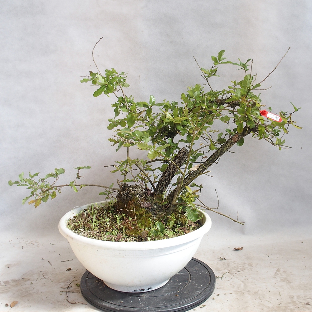 Buiten bonsai Quercus Cerris - Eik Cer
