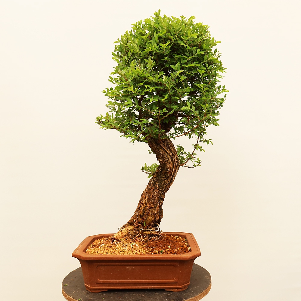 Bonsai voor buiten - Zelkova - Zelkova NIRE