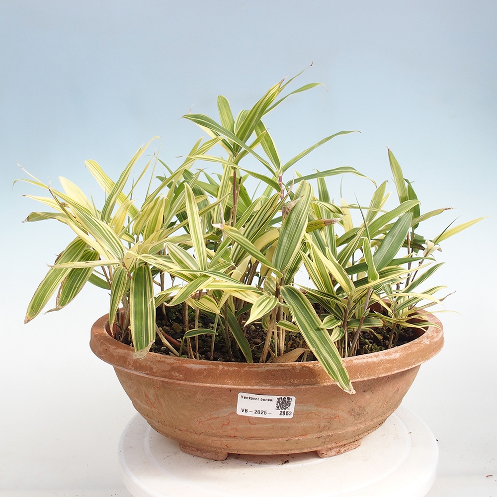 Bonsai voor buiten - Sasaella masamuneana Albostriata - Bamboe