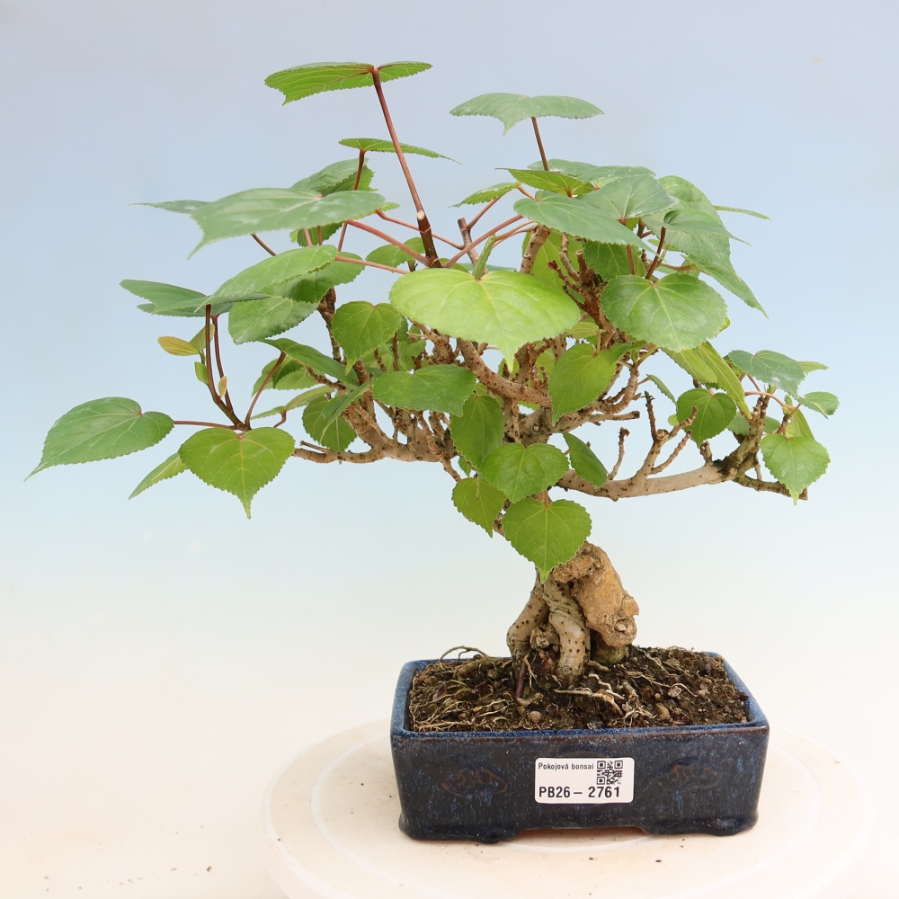 Bonsai voor binnen - Hibiscus tiliaceus - Zee Hibiscus