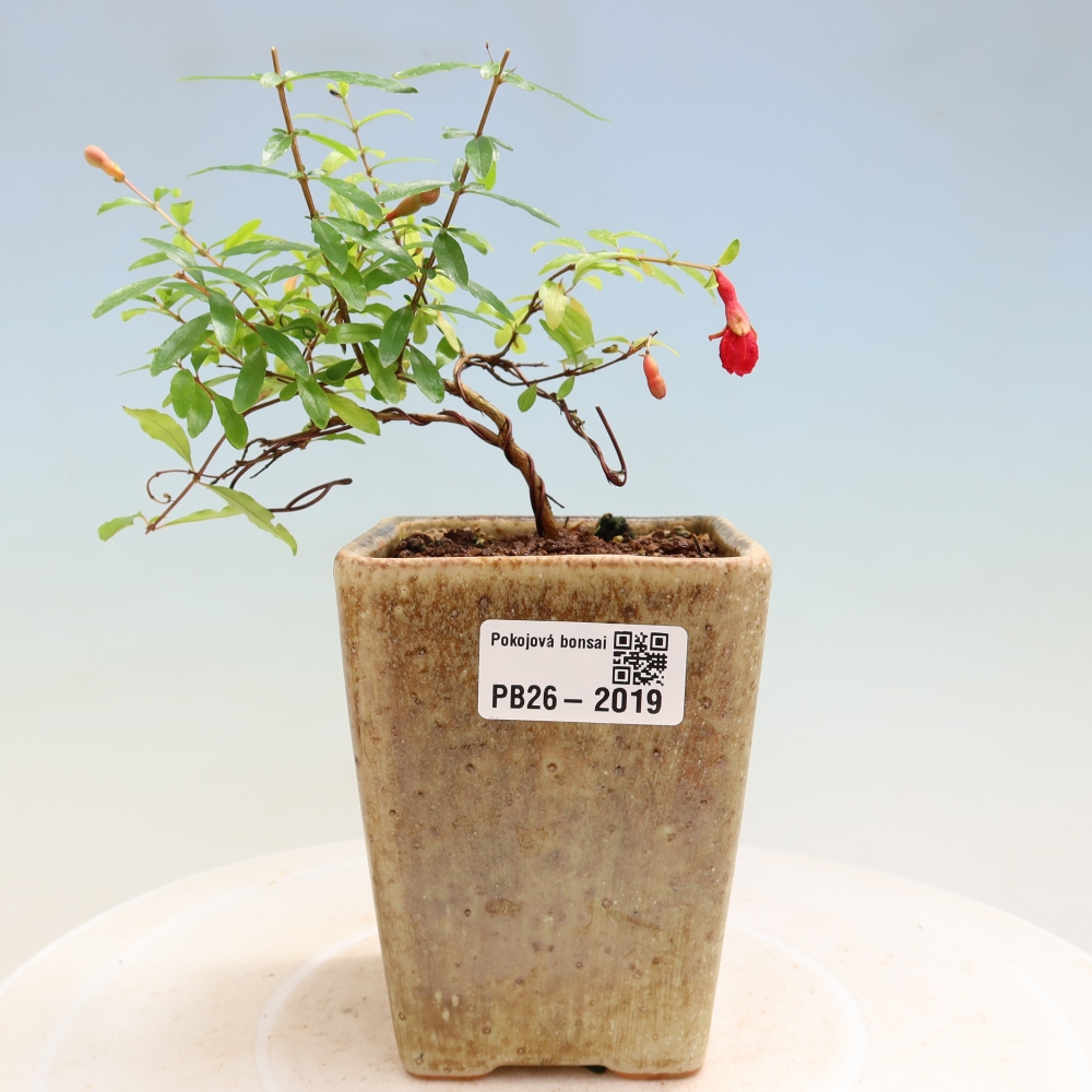 Kamerbonsai-PUNICA granatum nana-Granaatappel