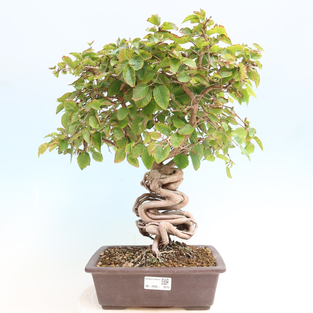 Bonsai voor buiten -Carpinus CARPINOIDES - Koreaanse haagbeuk