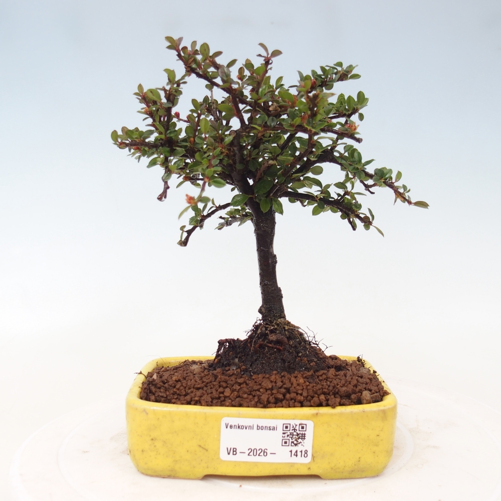 Bonsai voor buiten - Cotoneaster horizontalis - Rocky Mountain