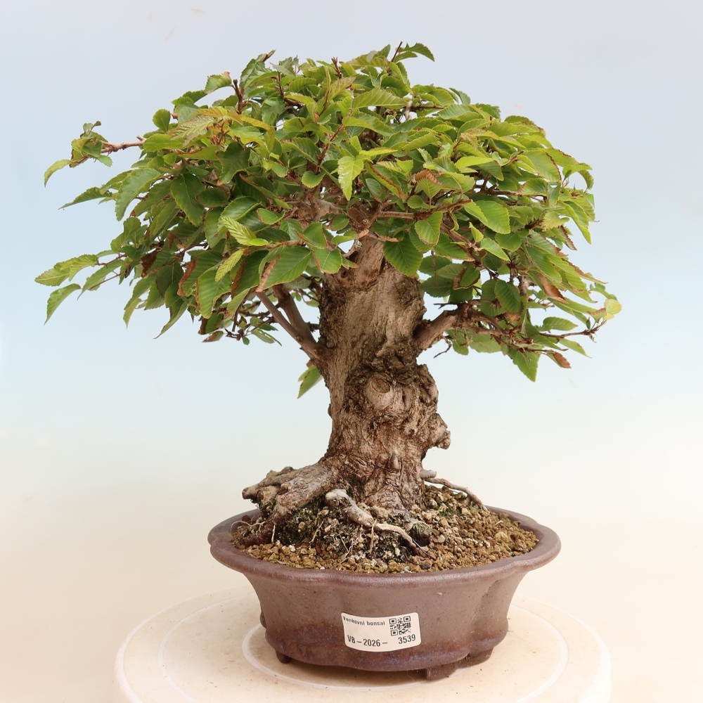 Bonsai voor buiten -Carpinus CARPINOIDES - Koreaanse haagbeuk
