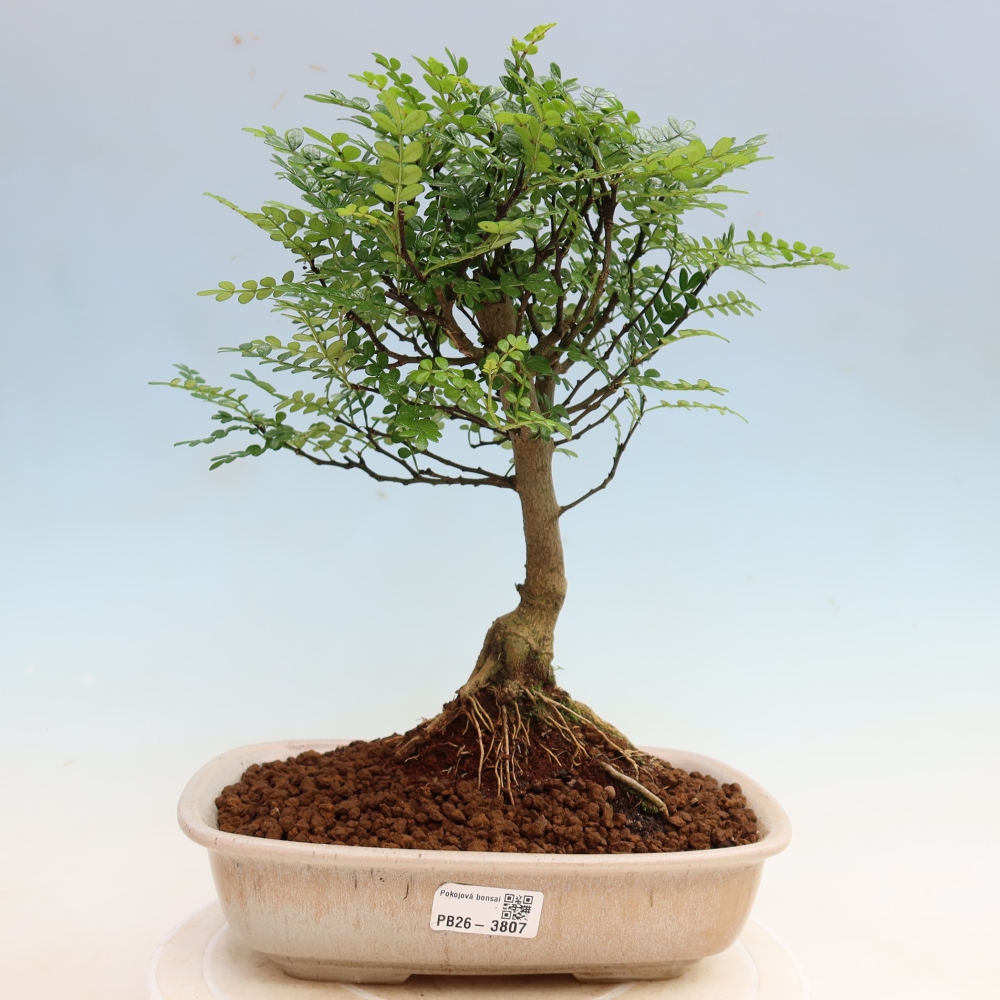 Kamerbonsai - Zantoxylum piperitum - peperboom