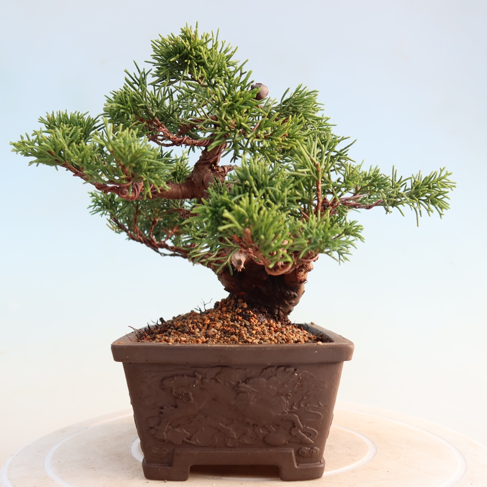 Bonsai voor buiten - Juniperus chinensis Itoigawa