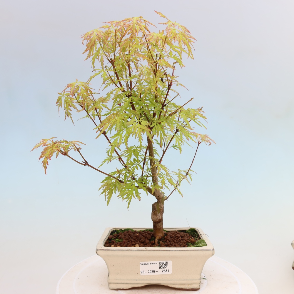 Bonsai voor buiten - Acer palmatum Dissectum