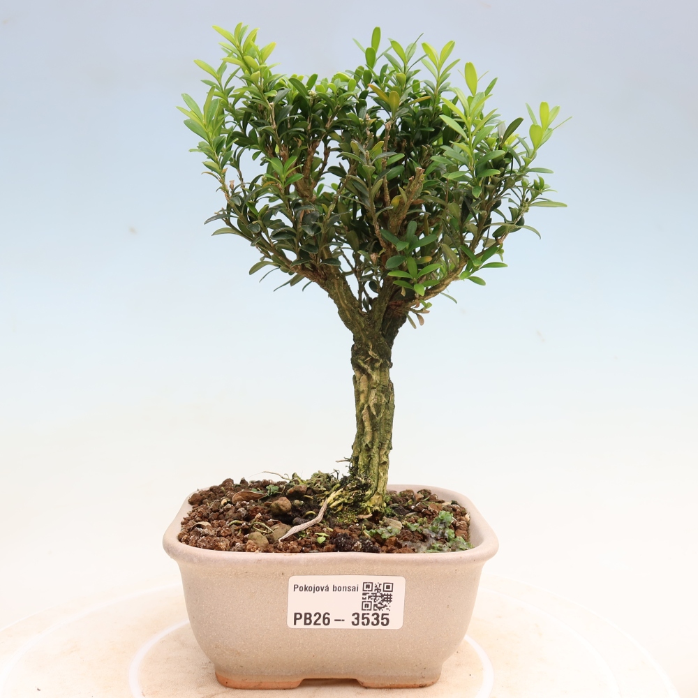 Kamerbonsai - Buxus harlandii - kurk buxus