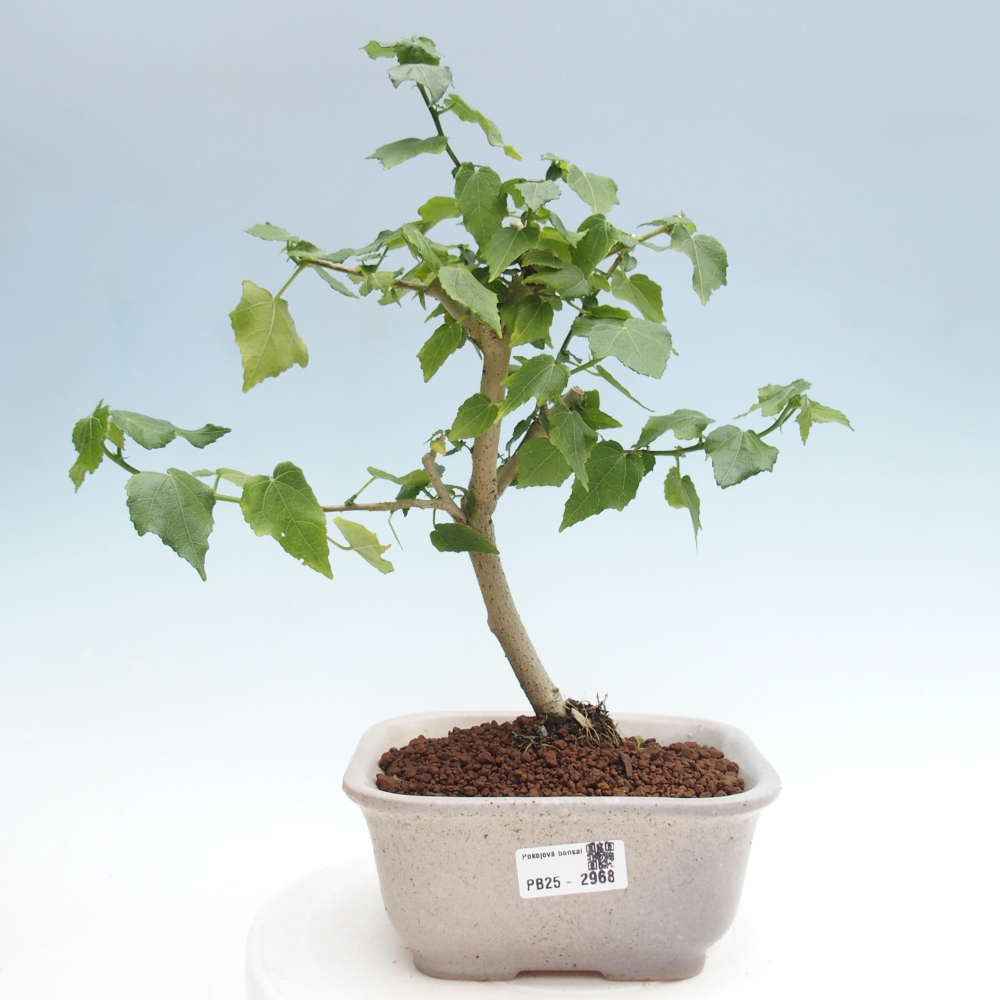 Bonsai voor binnen - Malvaviscus arboreus