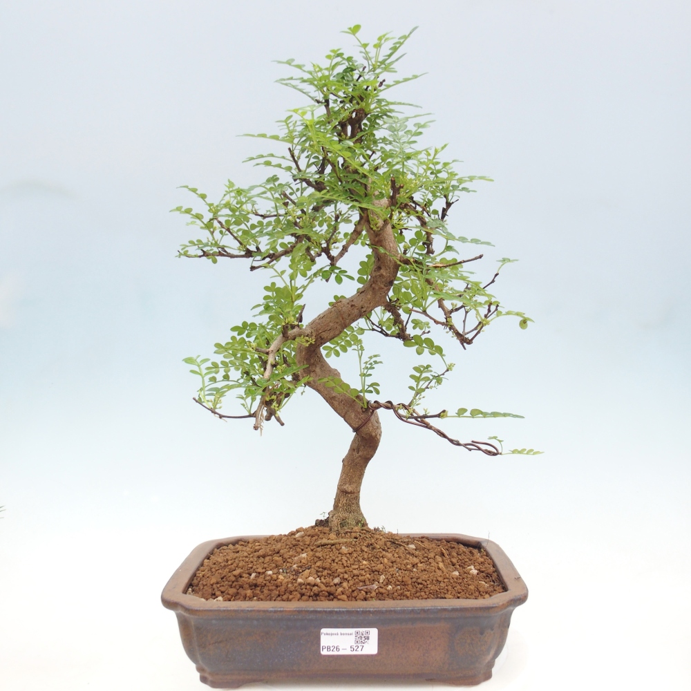 Kamerbonsai - Zantoxylum piperitum - peperboom