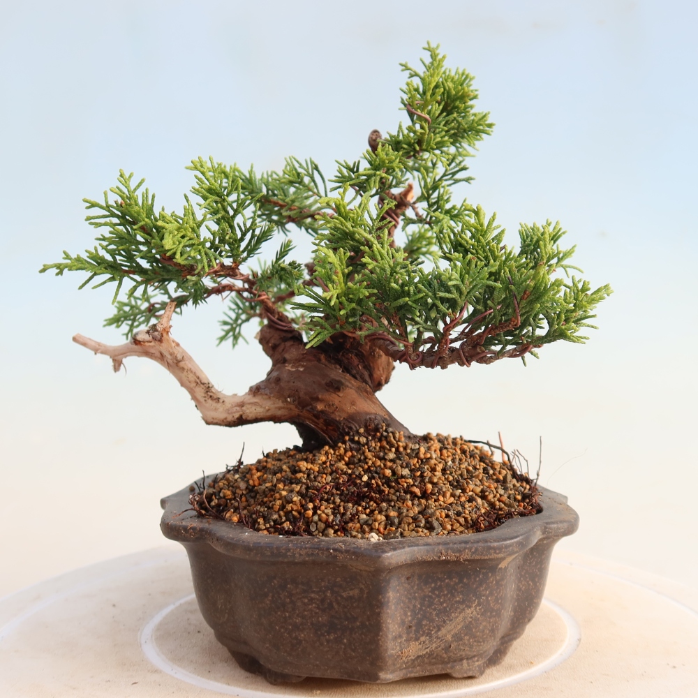 Bonsai voor buiten - Juniperus chinensis Itoigawa