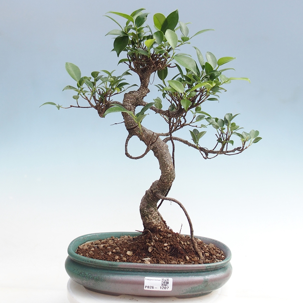 Kamerbonsai - Ficus kimmen - kleinbladige ficus