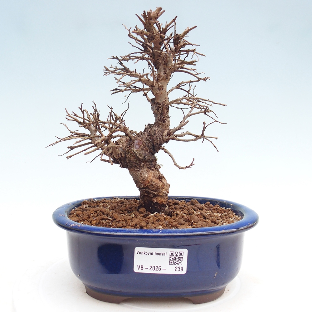 Bonsai voor buiten - Zelkova - Zelkova NIRE