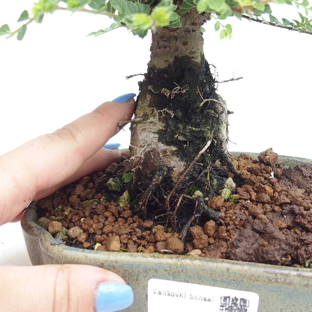 Bonsai voor buiten - Ulmus parvifolia Hokkaido - Chinese iep