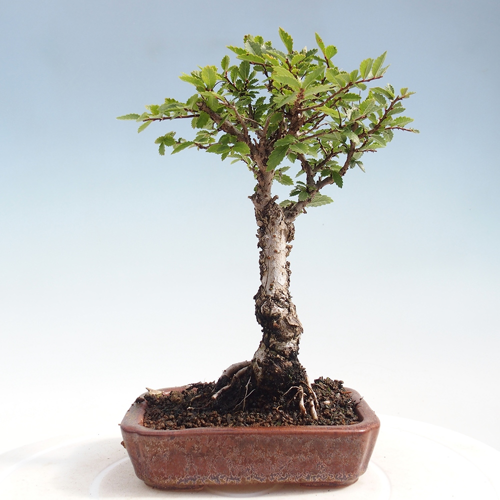 Bonsai voor buiten - Zelkova - Zelkova NIRE