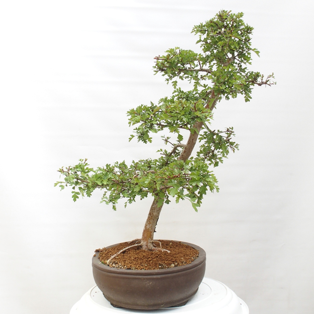 Bonsai voor buiten - Meidoorn - Crataegus monogyna