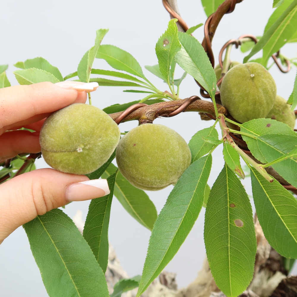 Bonsai voor buiten - Prunus dulcis – Gewone amandelboom