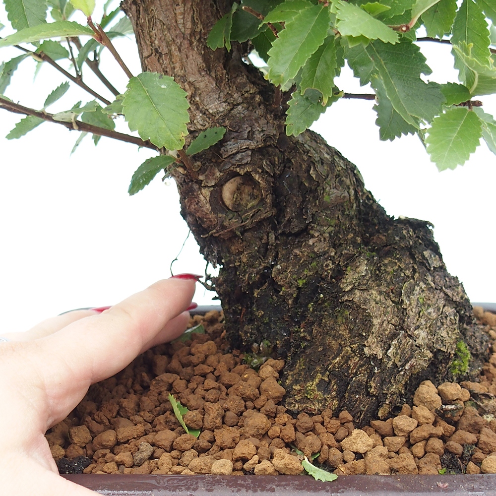 Bonsai voor buiten - Zelkova - Zelkova NIRE