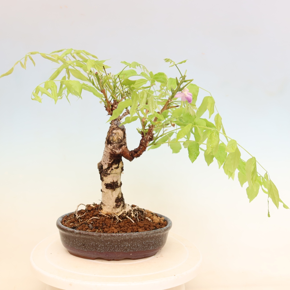 Bonsai voor buiten - Wisteria floribunda