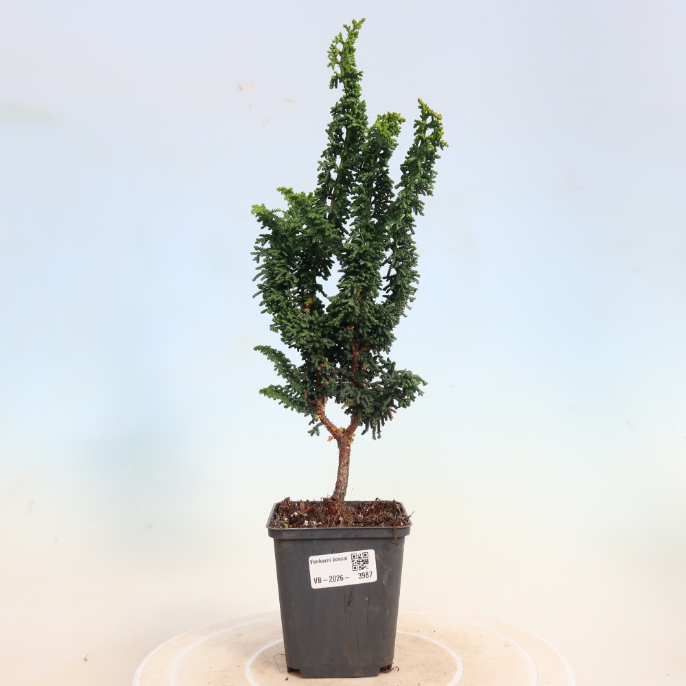 Bonsai voor buiten - Cham. obtusa SEKKA HINOKI - Cipres