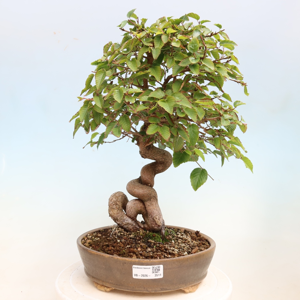 Bonsai voor buiten -Carpinus CARPINOIDES - Koreaanse haagbeuk