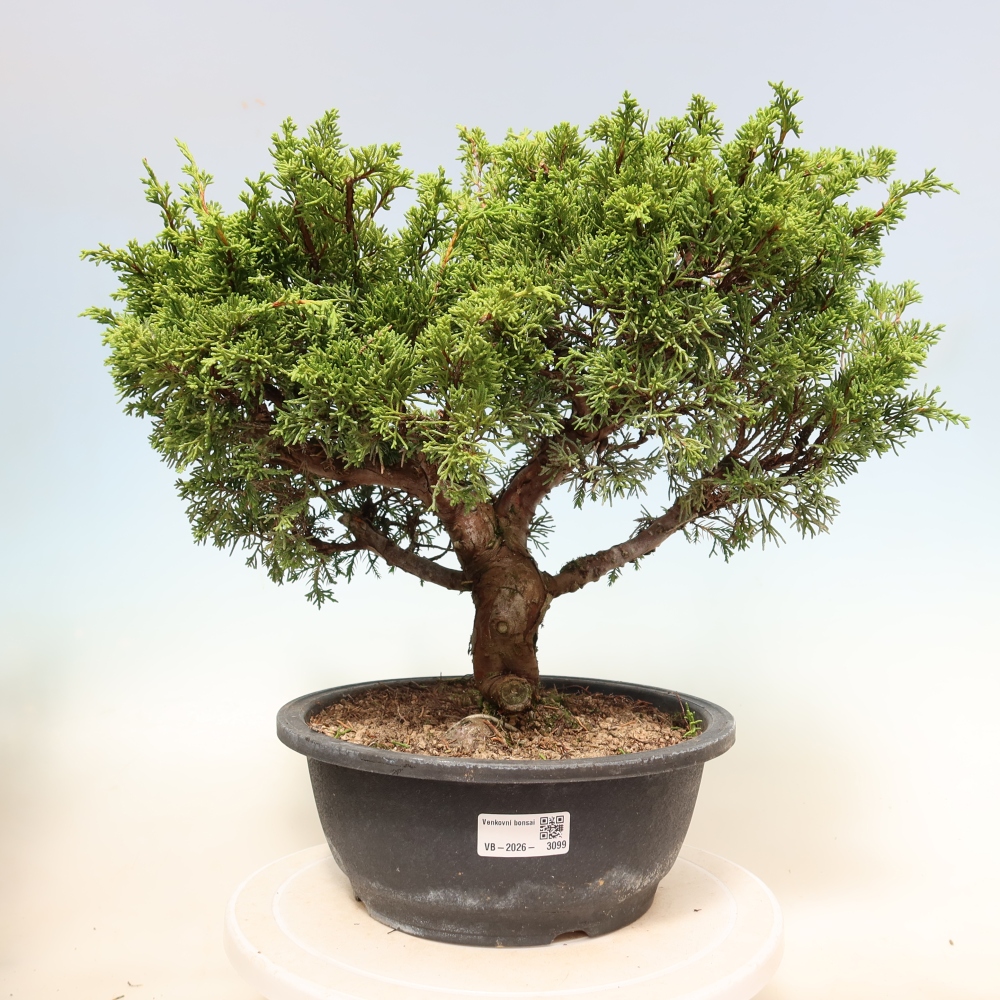 Bonsai voor buiten - Juniperus chinensis Itoigawa-Juniperus chinensis
