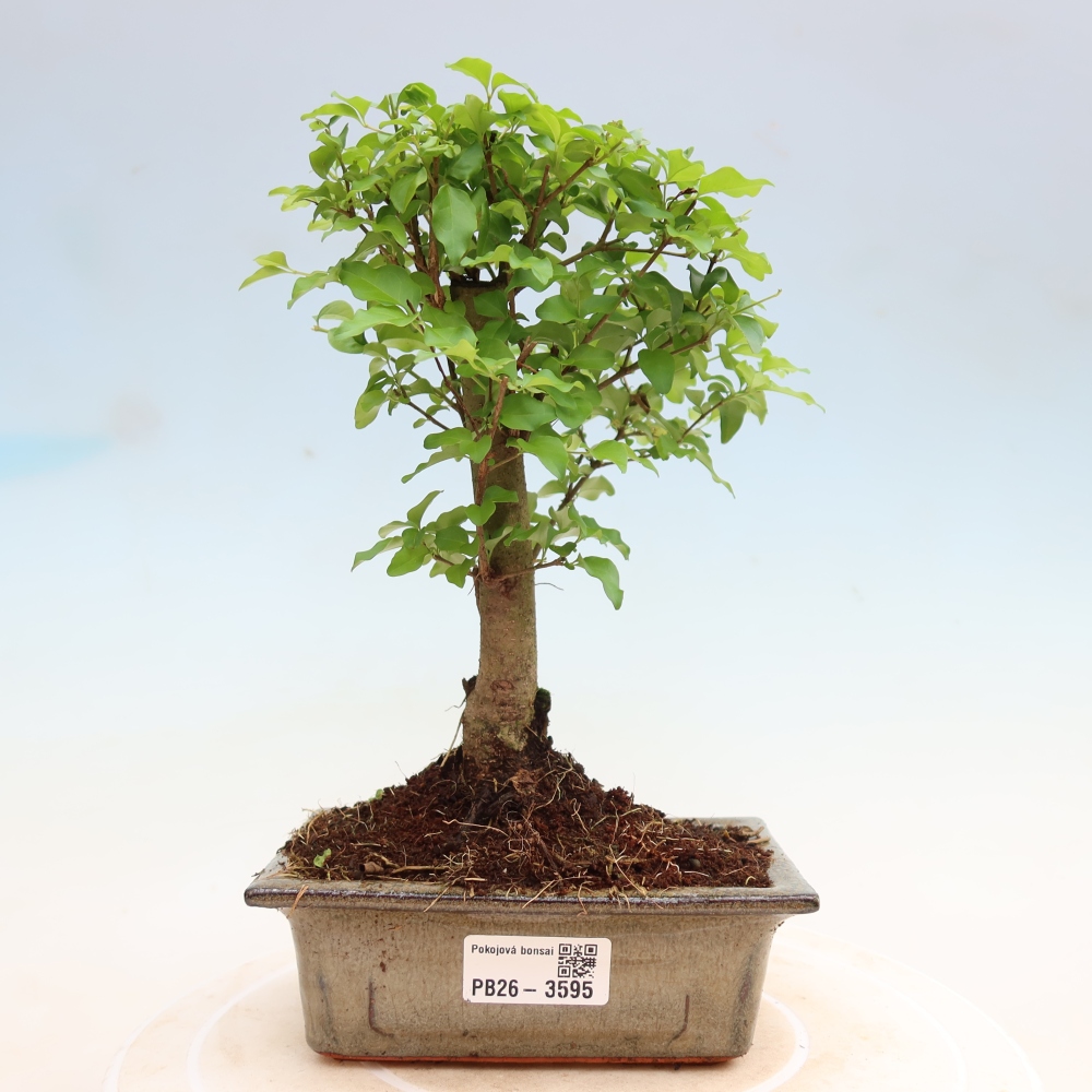 Kamerbonsai -Ligustrum chinensis - Vogelsnavel