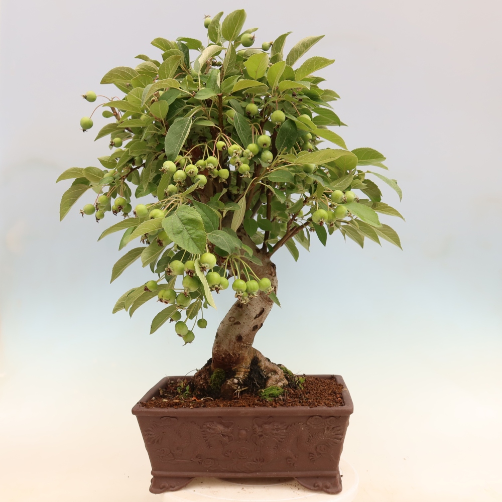 Bonsai voor buiten -Malus halliana - Appelboom met kleine vruchten