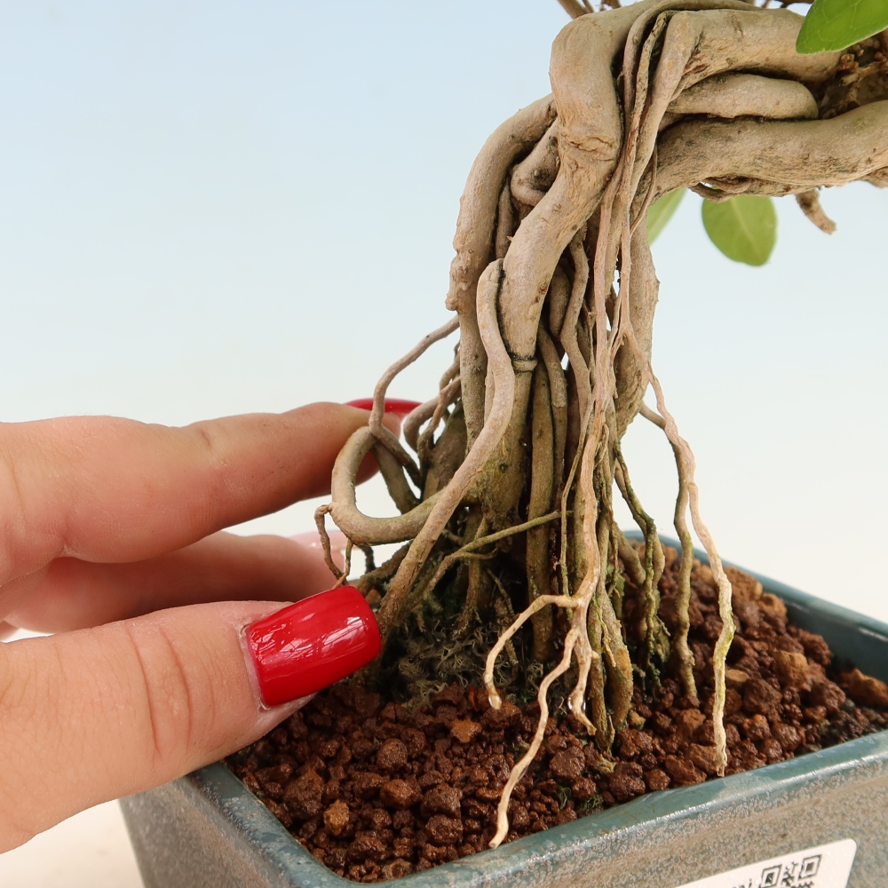 Bonsai voor binnen - Premna serratifolia - Kozlovna malolista