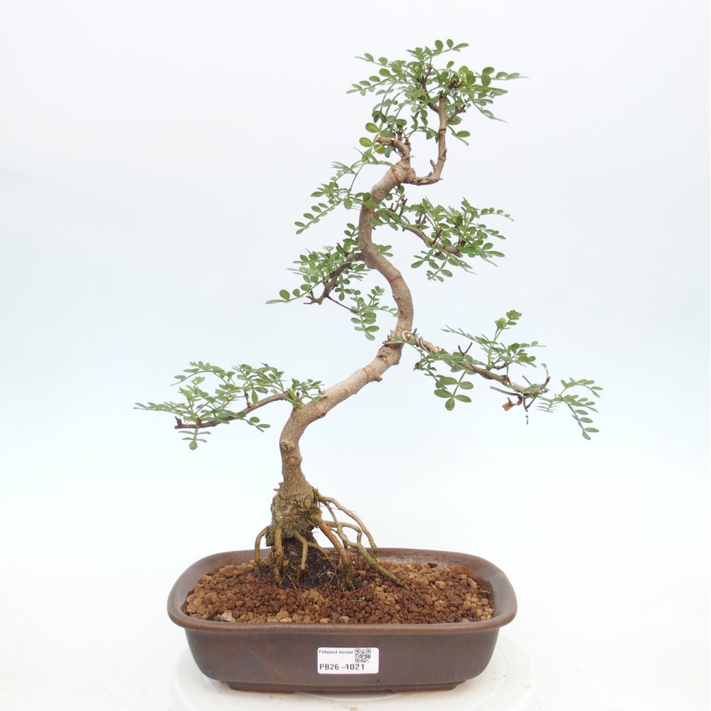 Kamerbonsai - Zantoxylum piperitum - peperboom
