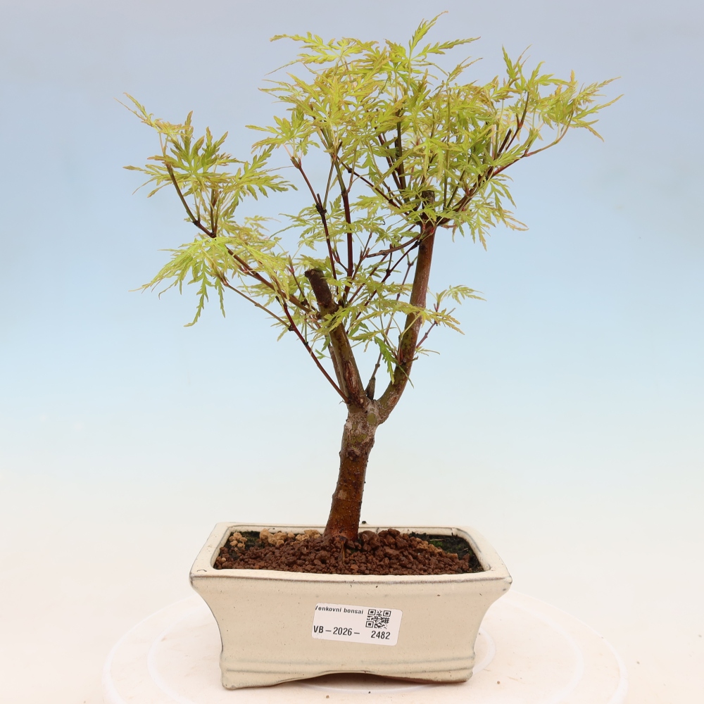 Bonsai voor buiten - Acer palmatum Dissectum