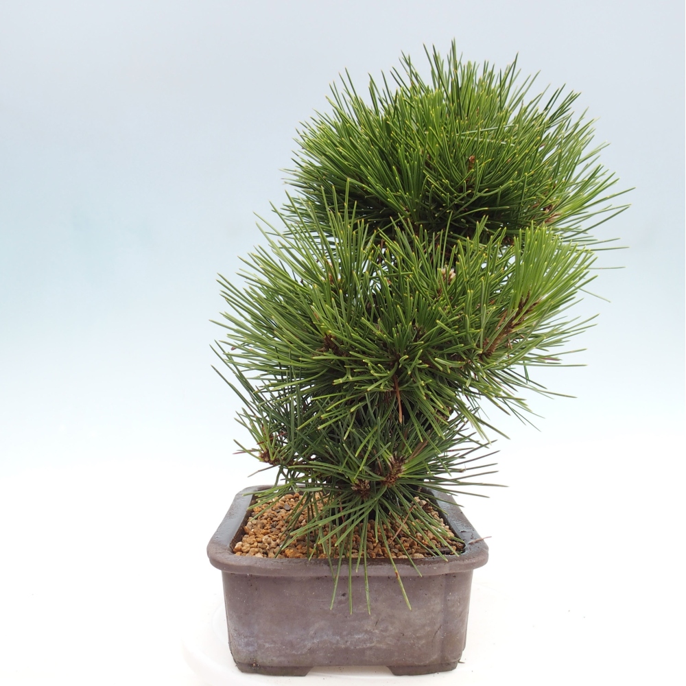 Bonsai voor buiten - Pinus thunbergii - Thunberg den